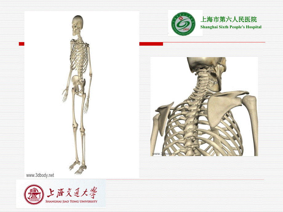 颈椎病认识和治疗课件_第3页