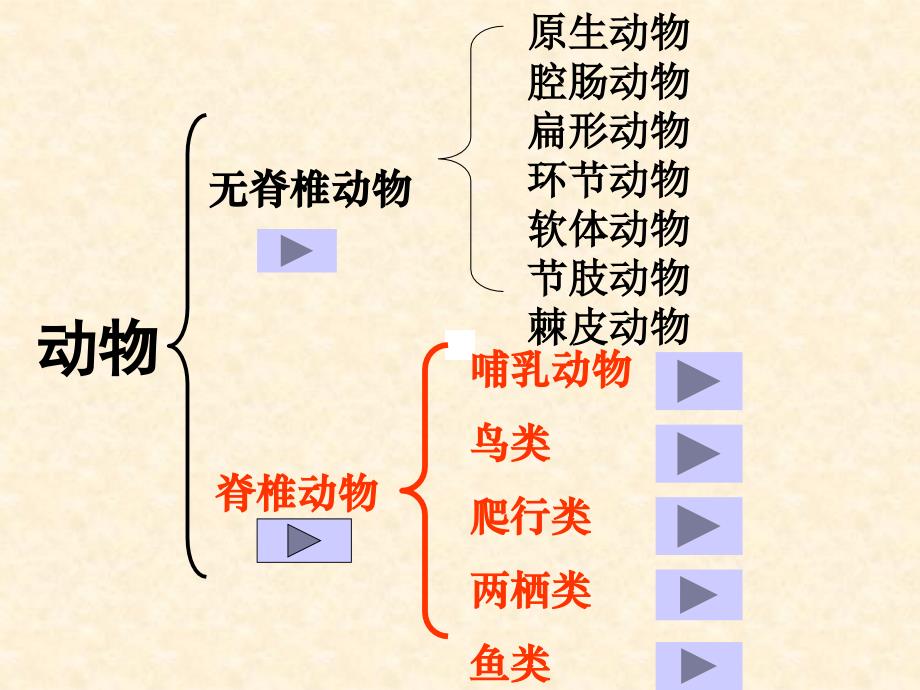 动物的主要类群_第3页