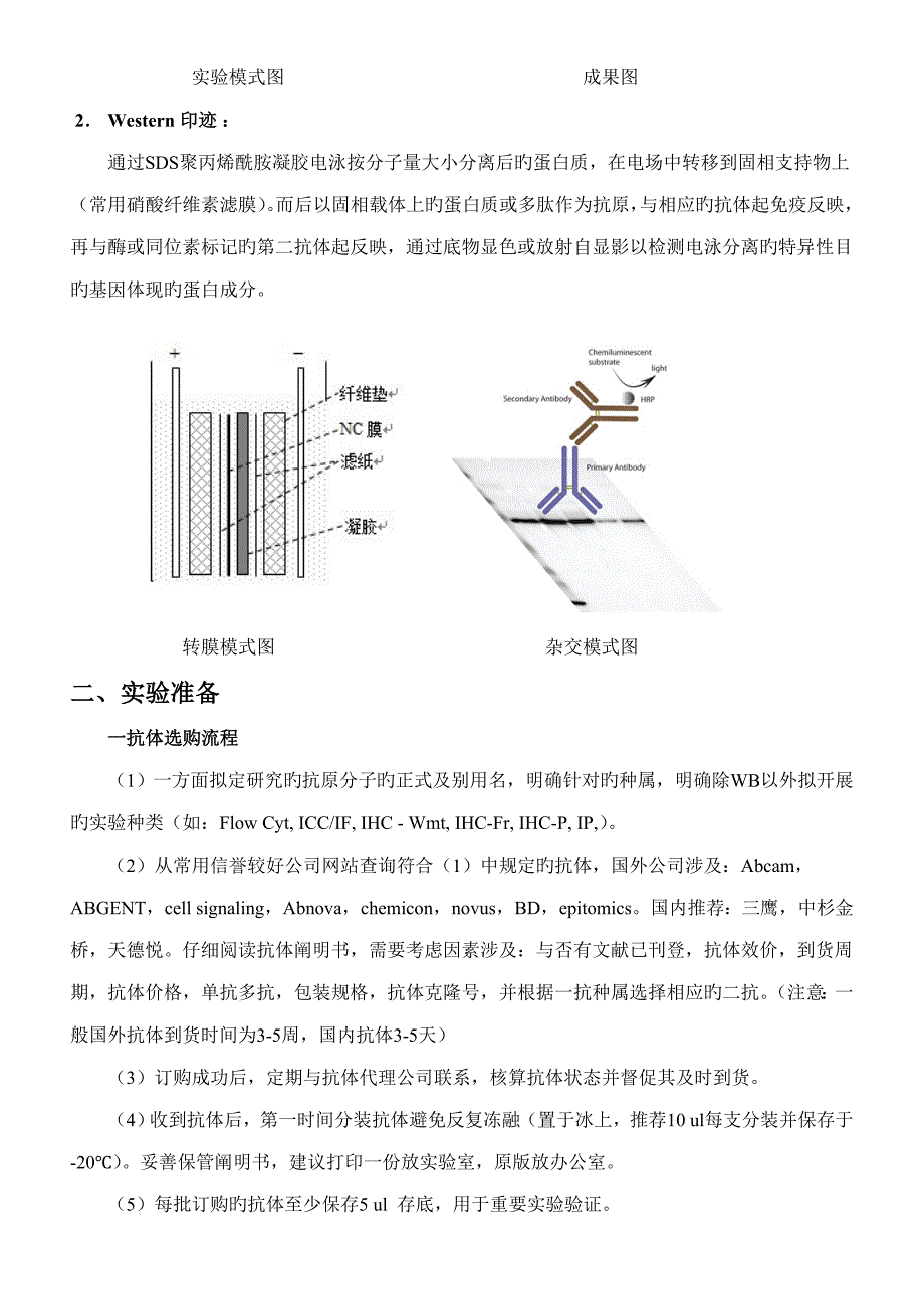 westernblot重点技术专业资料_第3页