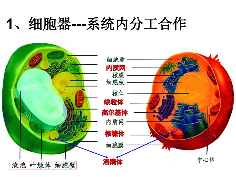 细胞器一轮复习_第2页