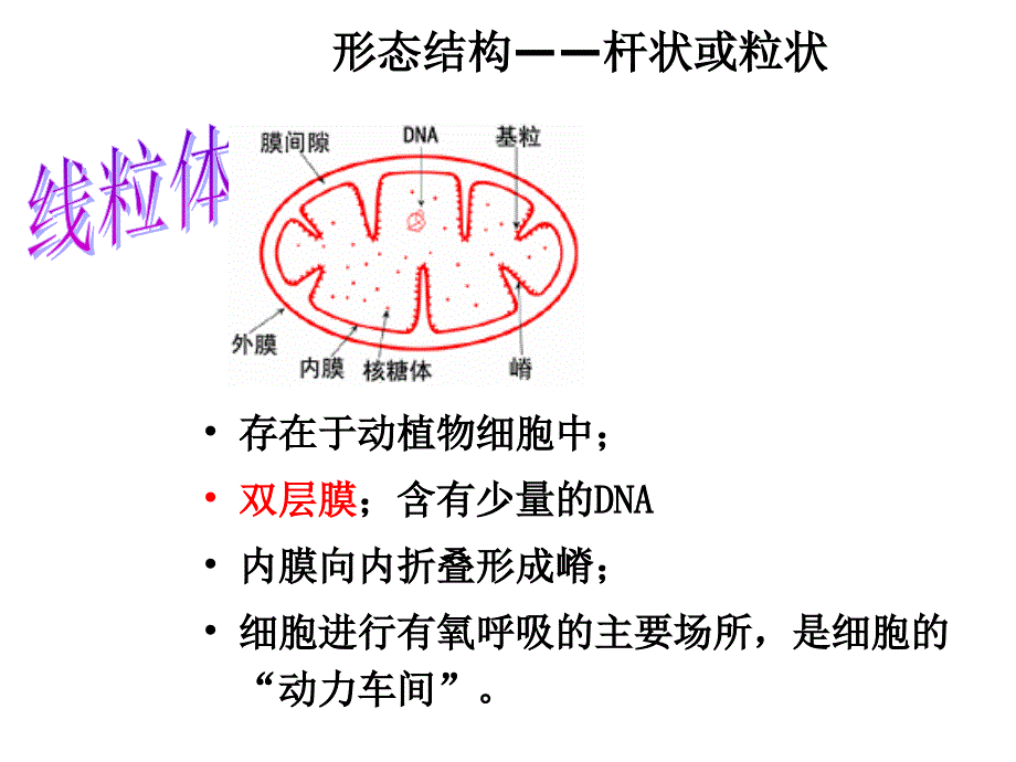 细胞器一轮复习_第3页