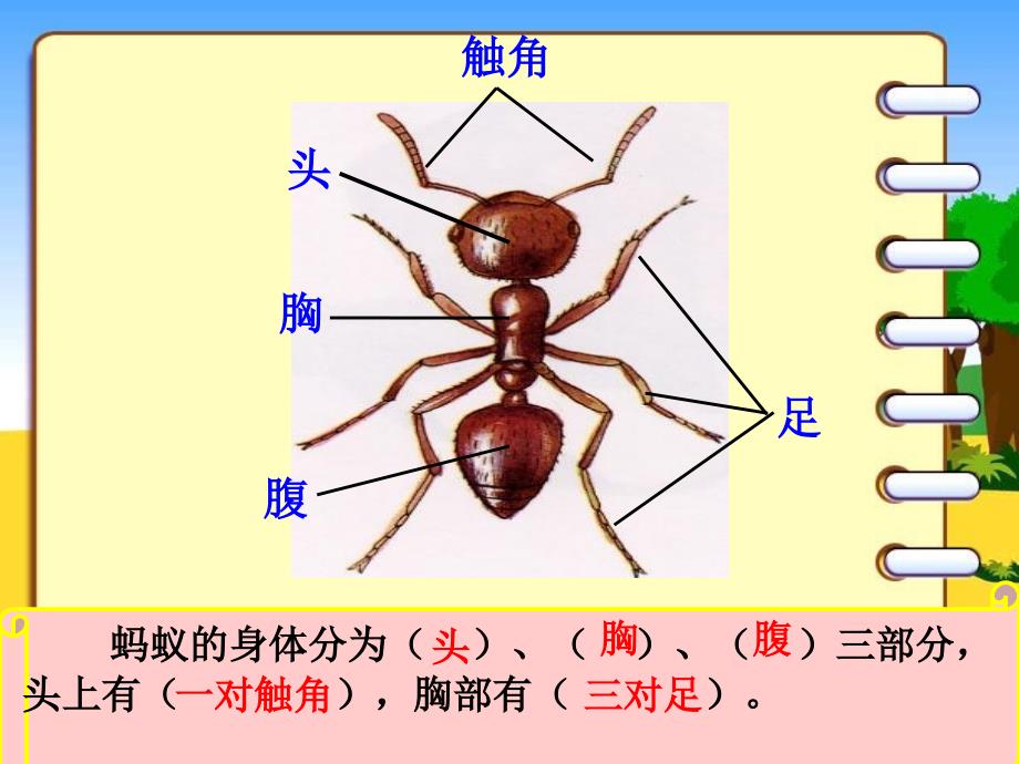 三年级科学《探访蚂蚁》_第3页