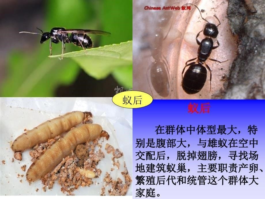 三年级科学《探访蚂蚁》_第5页