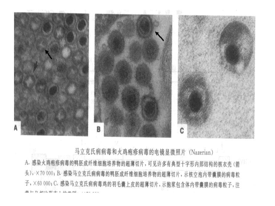 聊城大学农学院禽病学课件第三章病毒病6_第5页