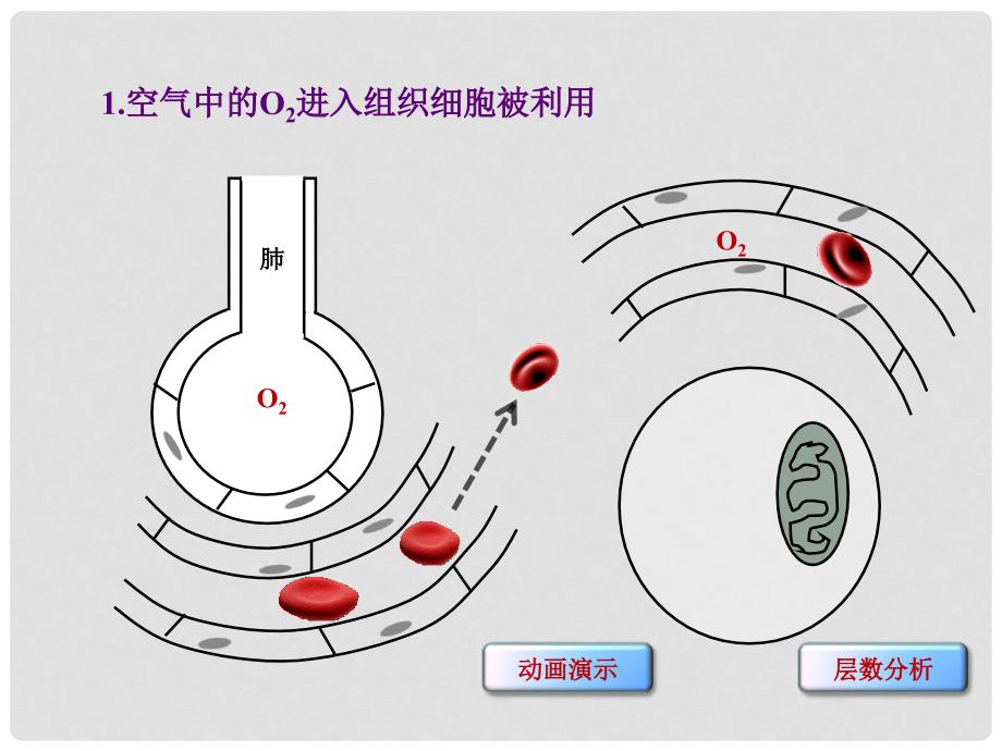 高考生物一轮复习 第八单元 生命活动的调节 02 物质运输的穿膜层数课件 新人教版_第3页