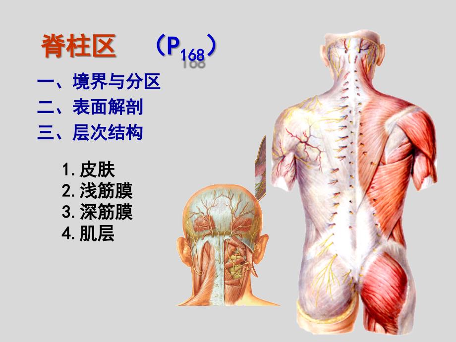 《局部解剖学》课件：背部_第1页