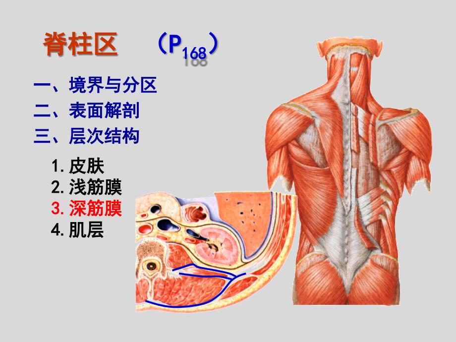 《局部解剖学》课件：背部_第2页