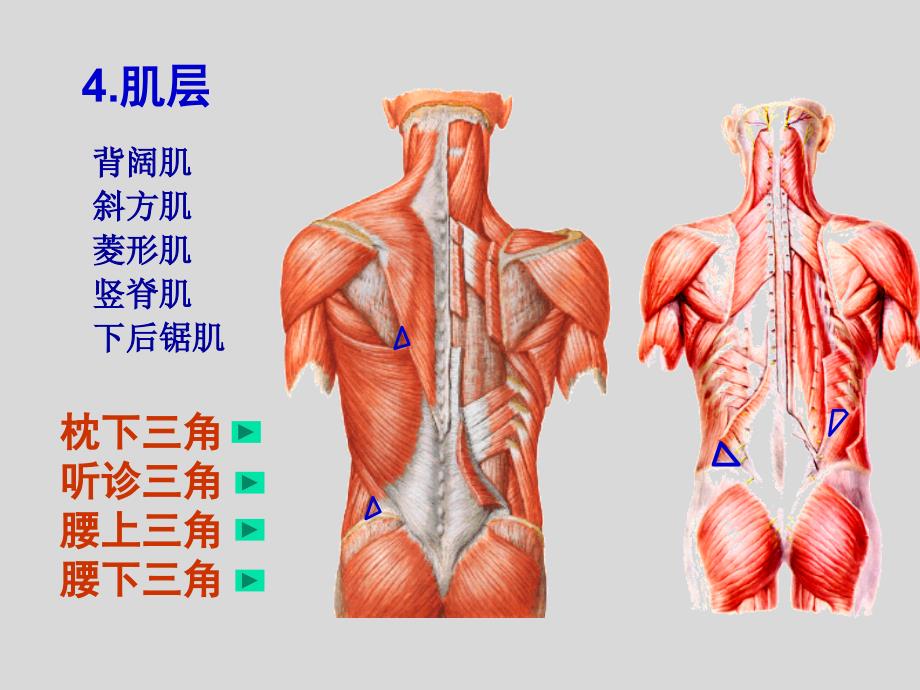 《局部解剖学》课件：背部_第4页