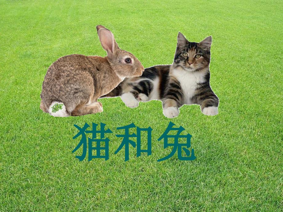 青岛版三年级科学下册《猫和兔》2 课件_第2页