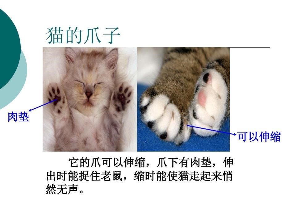 青岛版三年级科学下册《猫和兔》2 课件_第5页