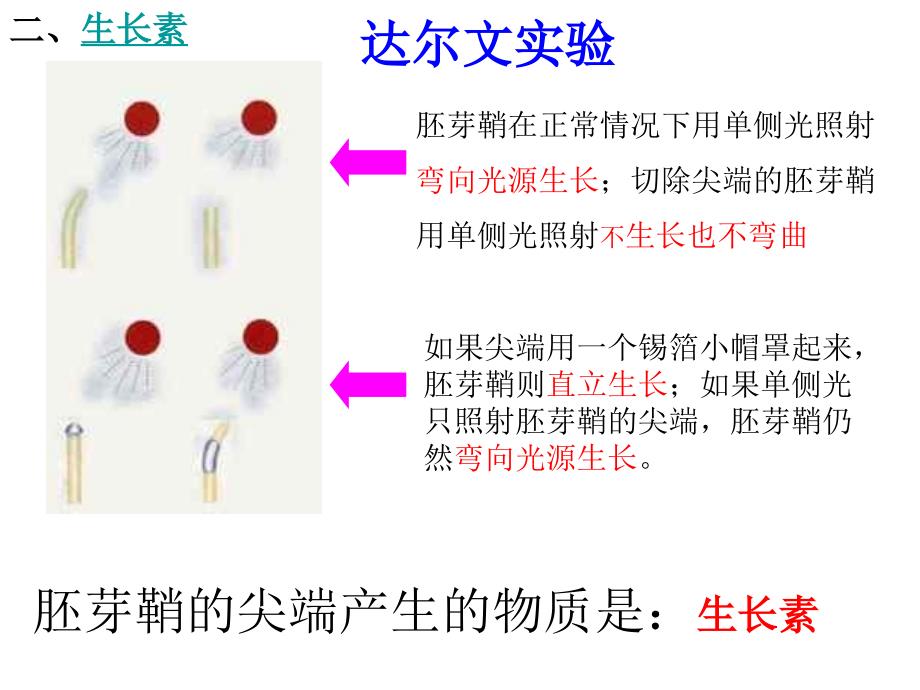 植物生命活动的调节第二课时_第3页