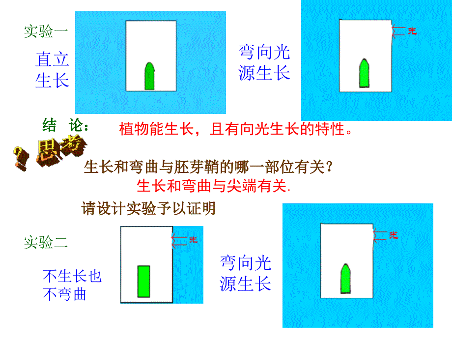 植物生命活动的调节第二课时_第4页