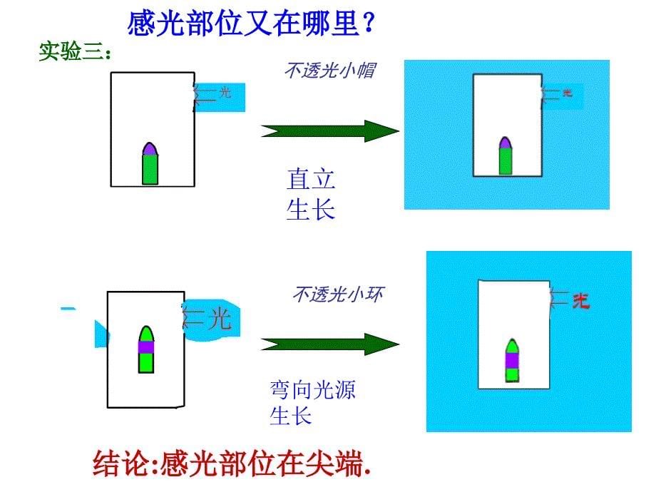 植物生命活动的调节第二课时_第5页