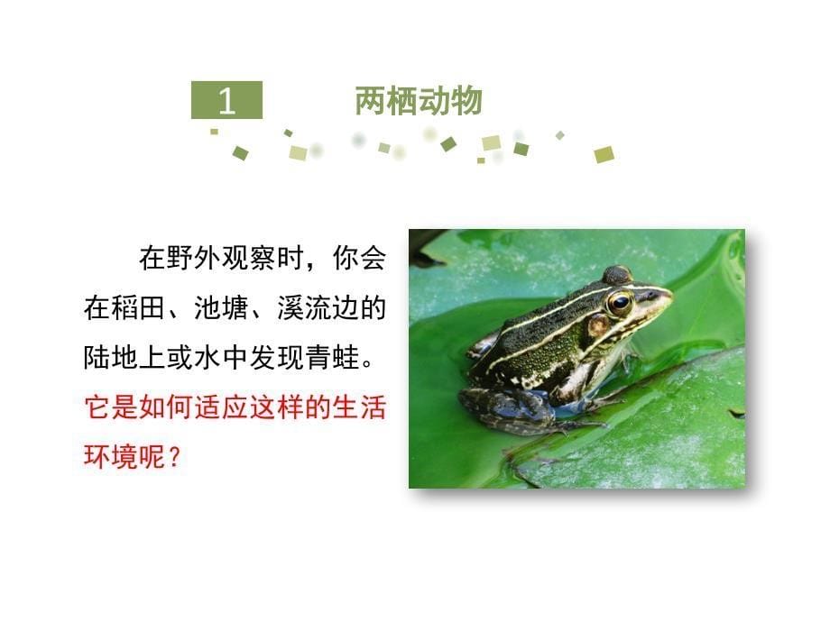 鲁科版八年级上册生物两栖类和爬行类第一课时课件共21张PPT_第5页