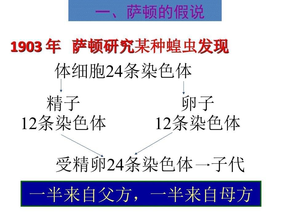 生物必修2.2基因在染色体上PPT课件资料_第5页