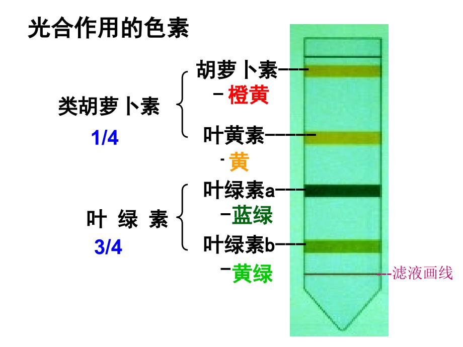 实验：光合色素的提取与分离_第1页