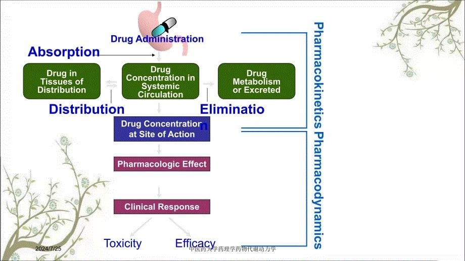 中医药大学药理学药物代谢动力学_第5页