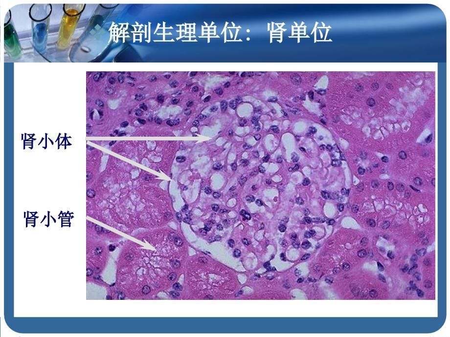 内科学泌尿系统疾病总论精选文档_第5页