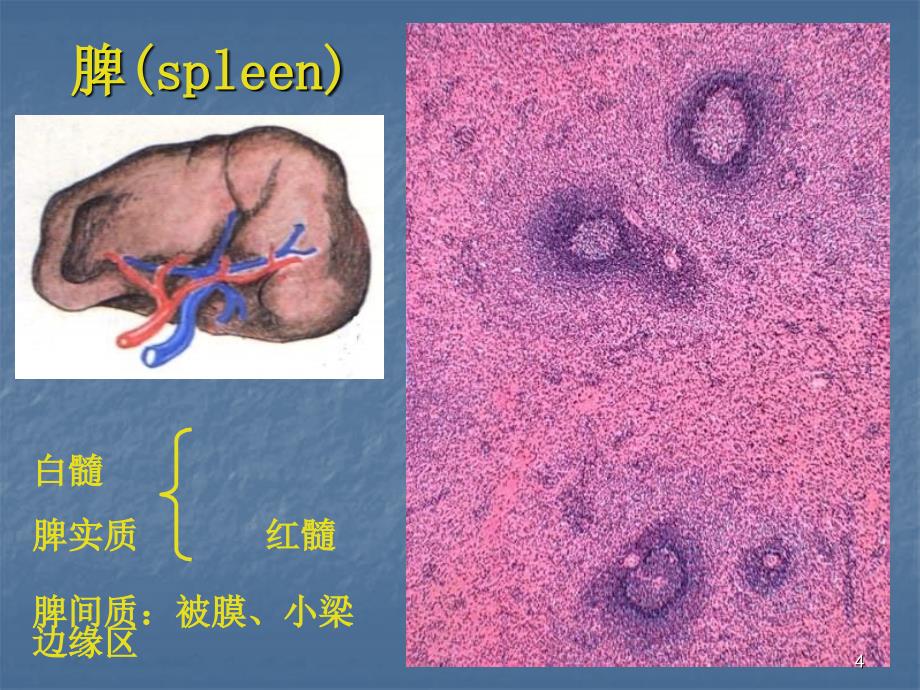 免疫系统组成及各部分结构观察_第4页