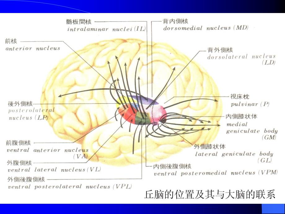 间脑的解剖生理及定位诊断_第3页