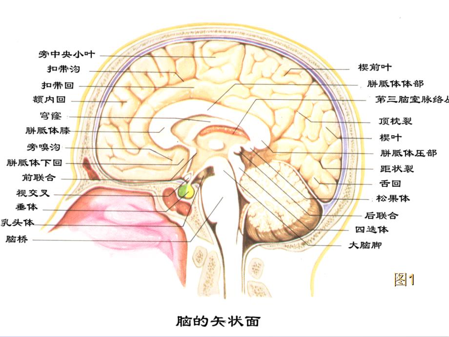 间脑的解剖生理及定位诊断_第4页