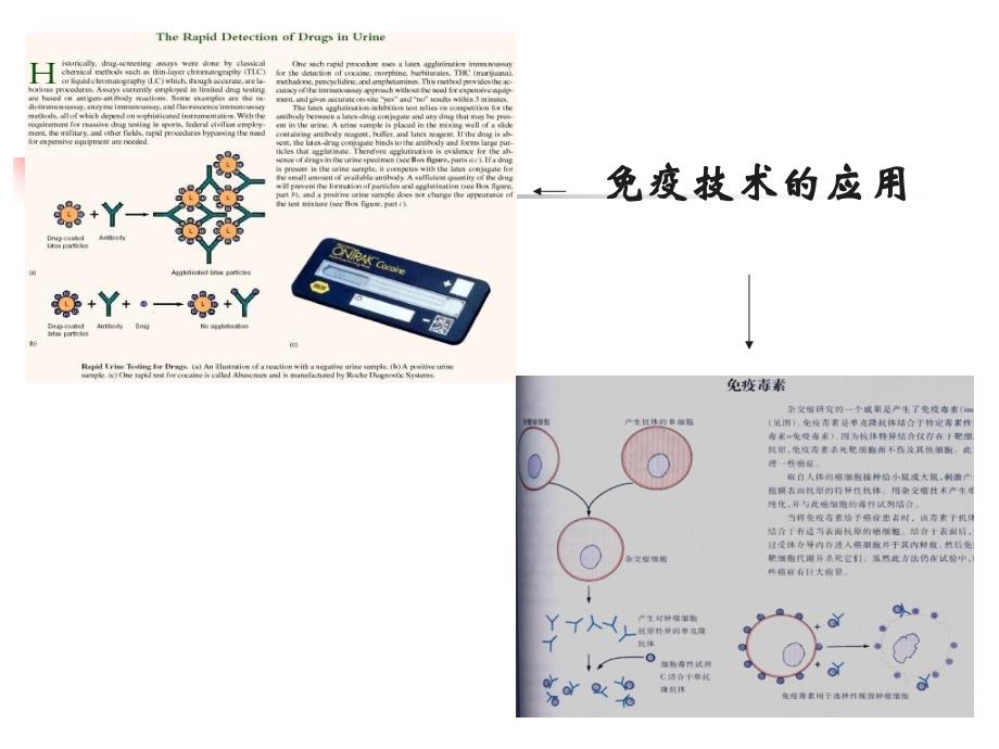 传染与免疫课件_第4页