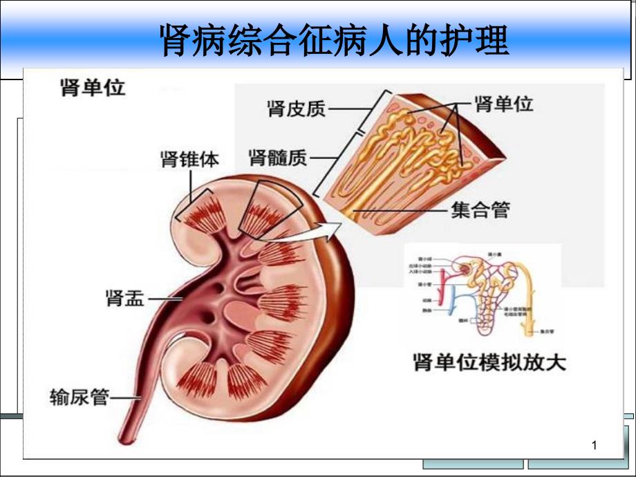 优质课件肾病综合征_第1页