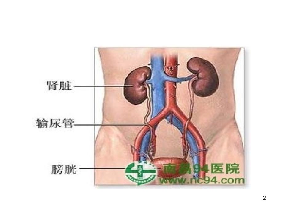 优质课件肾病综合征_第2页