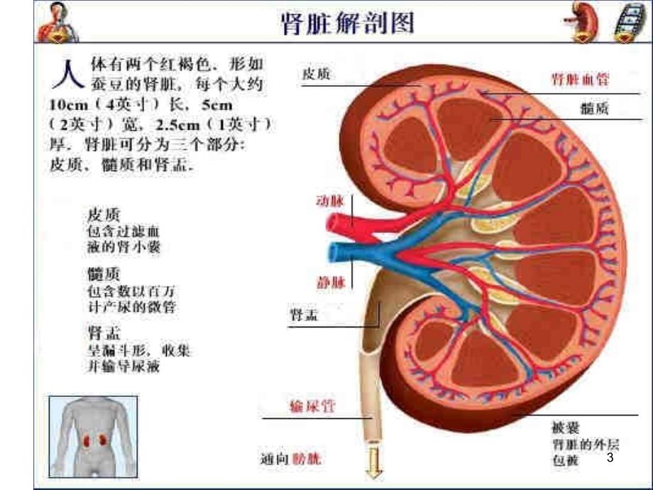 优质课件肾病综合征_第3页