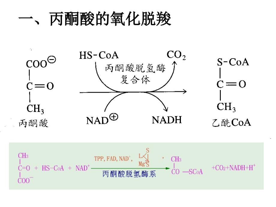 三羧酸循环(TCA)_第3页