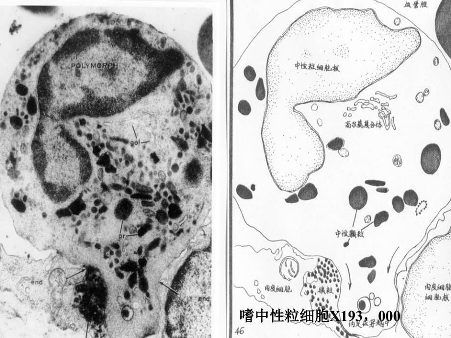 各类细胞电镜PPT课件_第5页