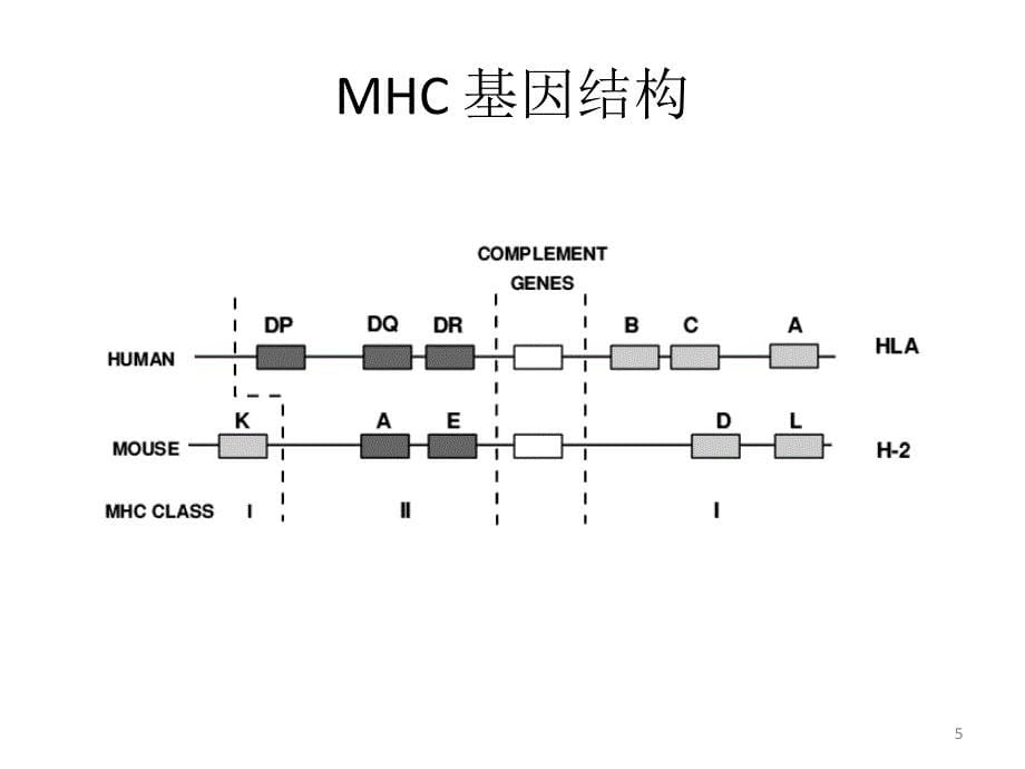 医学免疫学课件：6 主要组织相容性复合体_第5页