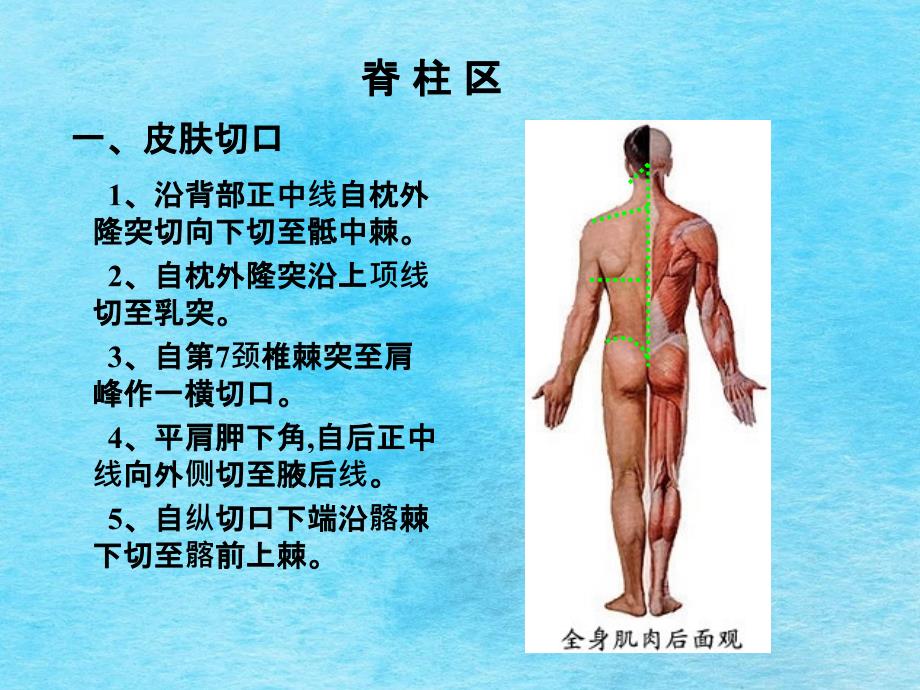 局部解剖学之脊柱区ppt课件_第1页