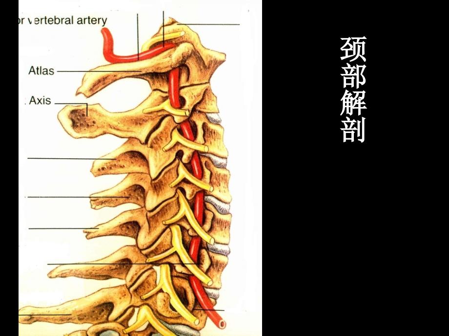 筋伤颈肩痛ppt课件_第3页