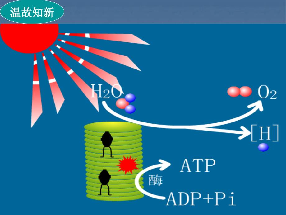 光1.5.4合作用的原理及应用_第2页