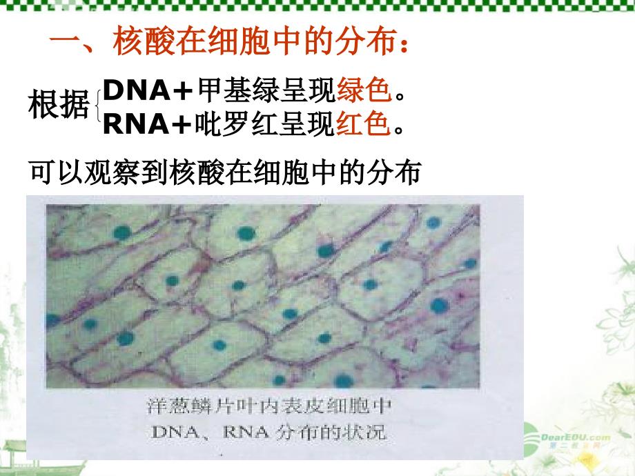 遗传信息的携带者—核酸_第3页