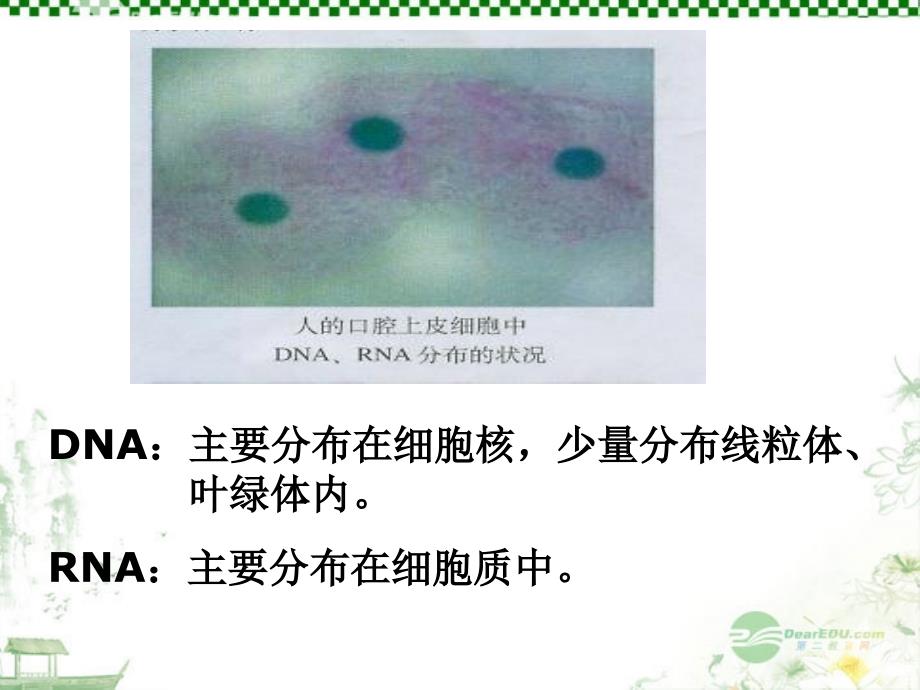 遗传信息的携带者—核酸_第4页