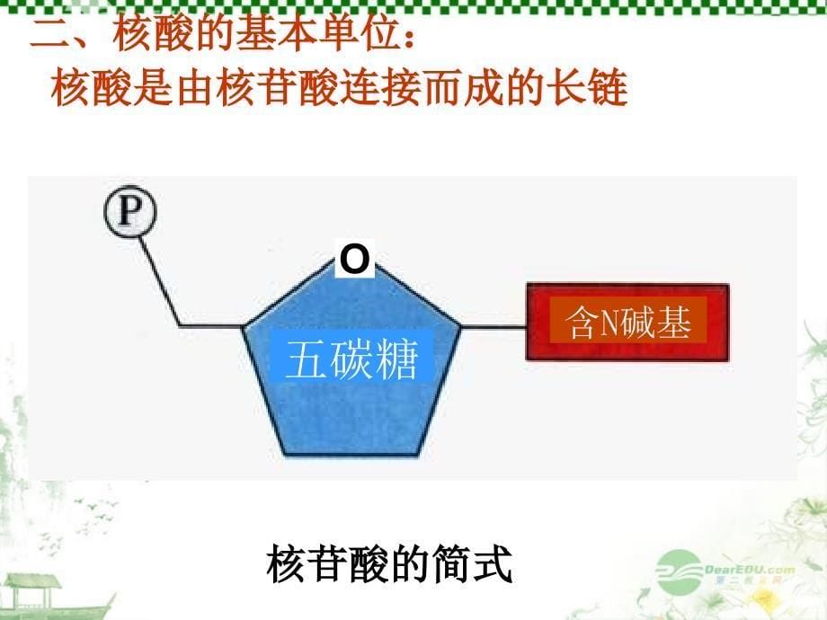 遗传信息的携带者—核酸_第5页