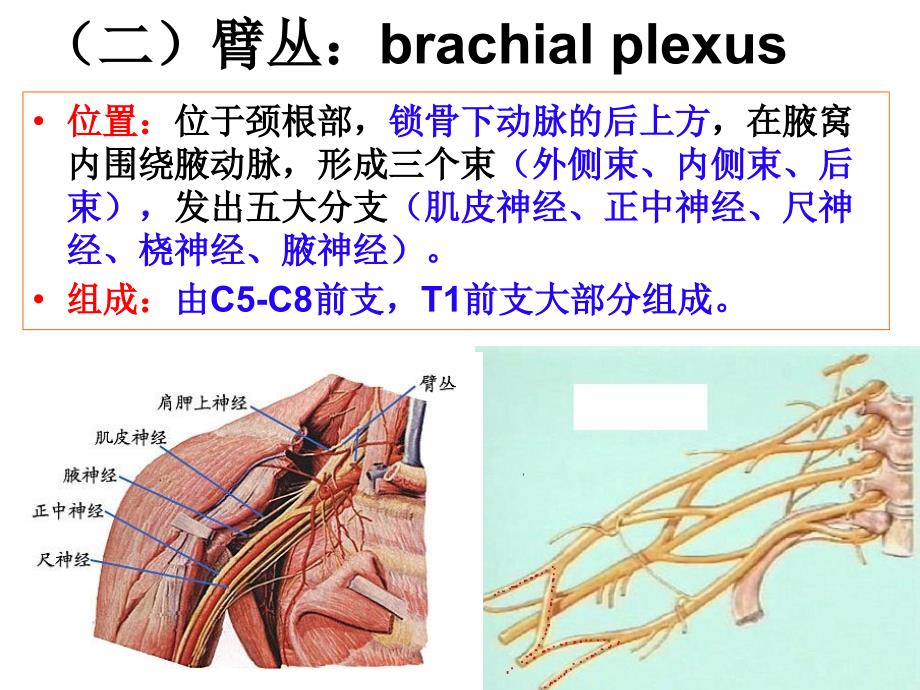 臂丛神经损伤康复课件_第2页