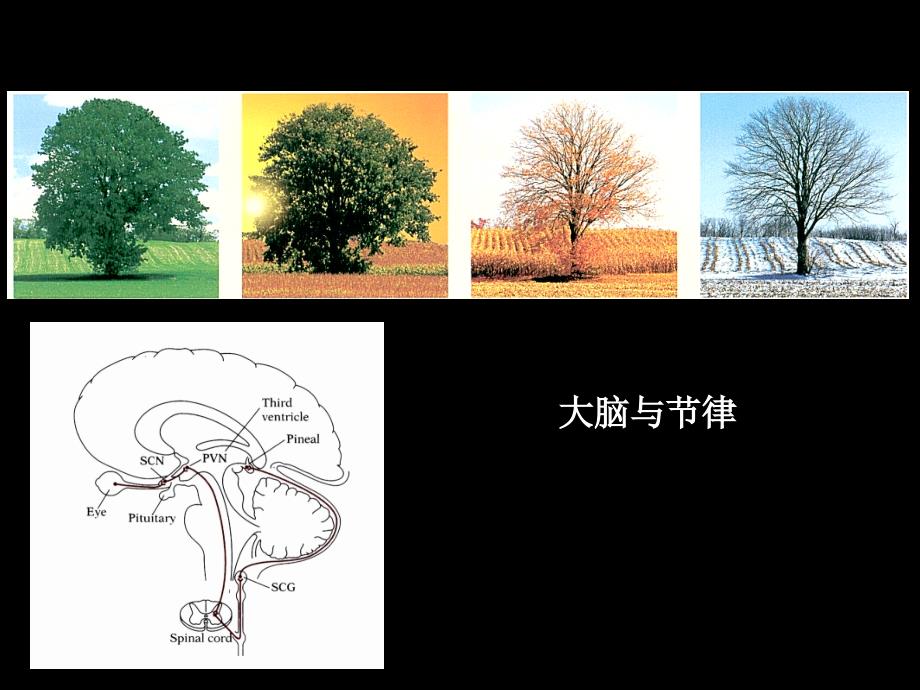 神经生物学：14-大脑与节律_第1页