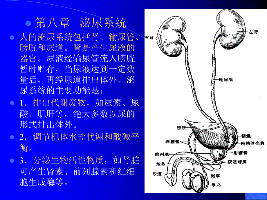 人体组织学与解剖学泌尿系统_第1页