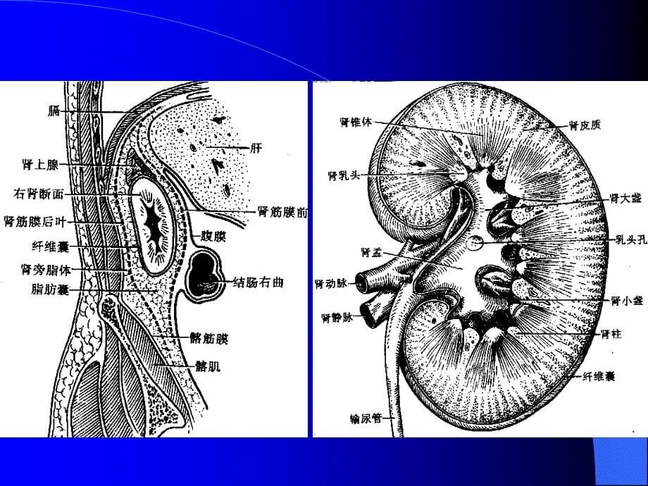 人体组织学与解剖学泌尿系统_第5页