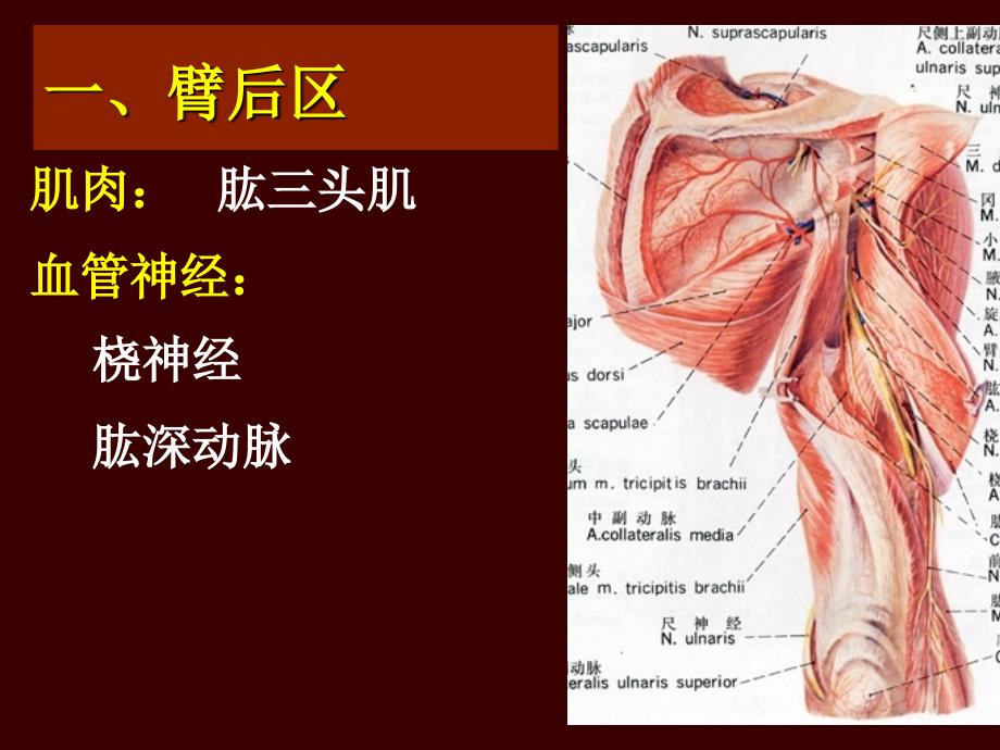 《上肢后定稿》PPT课件.ppt_第3页