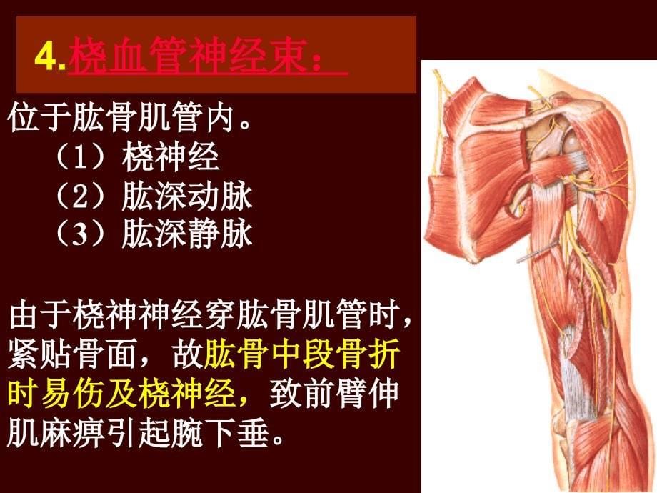 《上肢后定稿》PPT课件.ppt_第5页