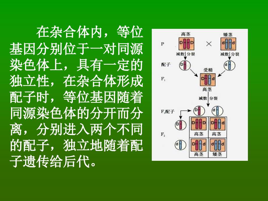 基因自由组合规律2课件_第3页