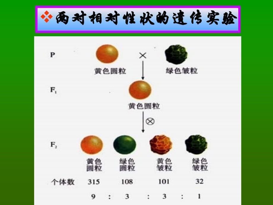 基因自由组合规律2课件_第5页