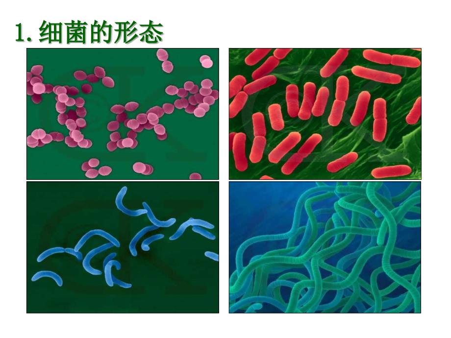 选修一2.1微生物的实验室培养上新课用_第3页