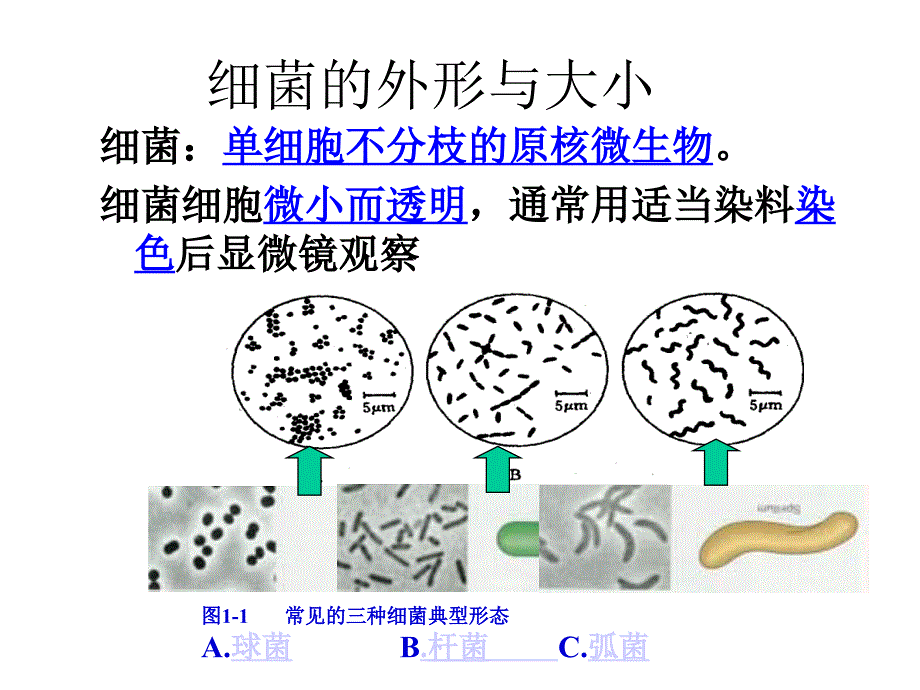 选修一2.1微生物的实验室培养上新课用_第4页