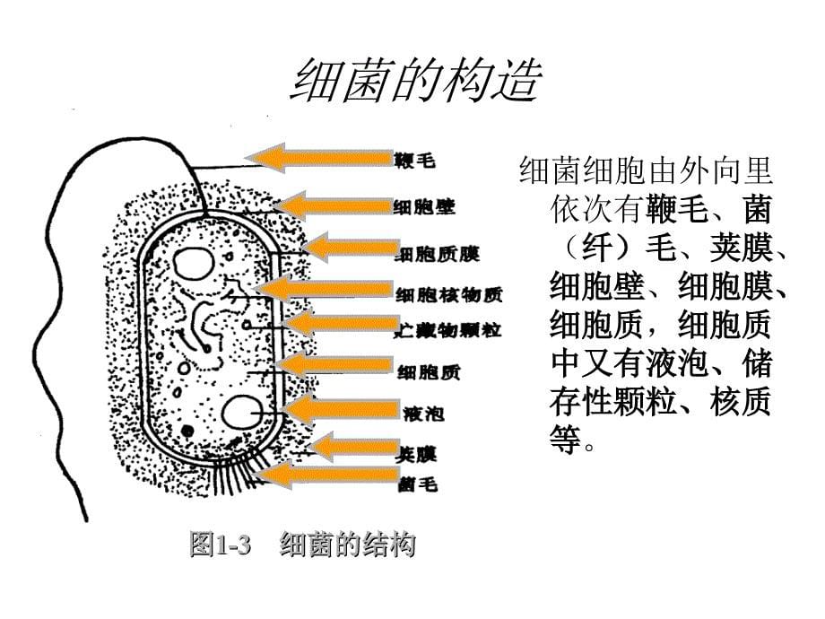 选修一2.1微生物的实验室培养上新课用_第5页