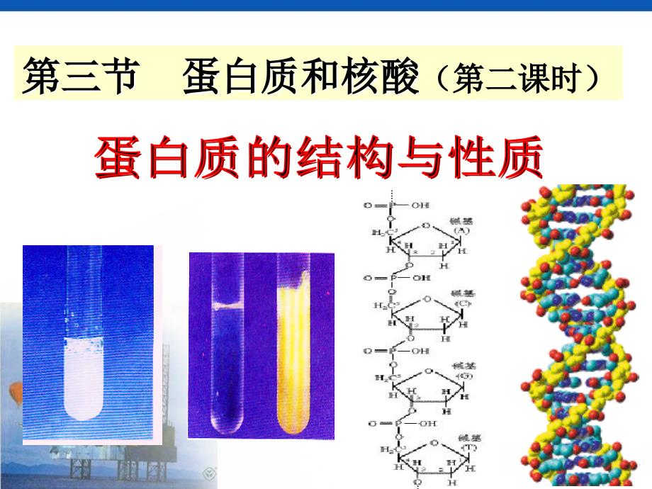 蛋白质的结构与性质_第1页